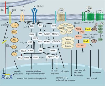 Role of flavonoids in inhibiting triple-negative breast cancer